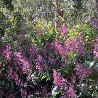 Strobilanthes pulcherrima T.Anderson